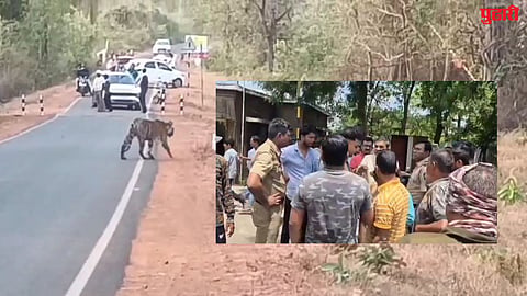 Tadoba Wildlife  Misbehavior