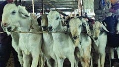 Bakra Eid 2025