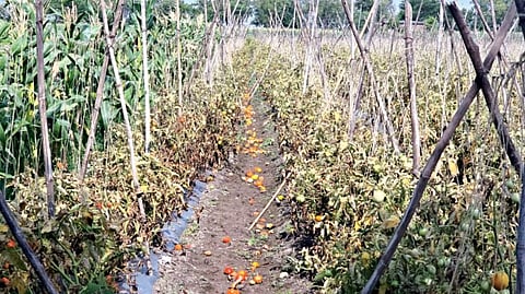 Tomato Crop Loss