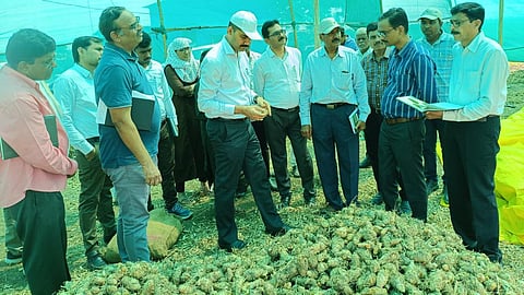  turmeric plantation 