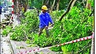 Tree Trimming Mumbai