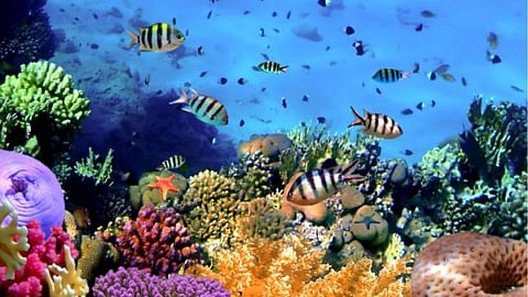Ocean biodiversity