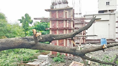 Illegal Tree Cutting