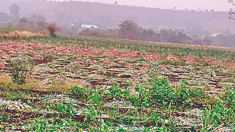 कळवण (नाशिक) 