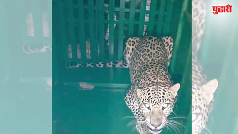 Leopard News