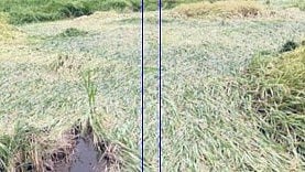 Raigad News