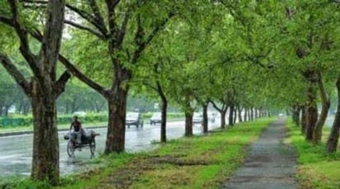 Maharashtra Tree Day | 
