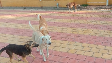 Nangaon Dog News