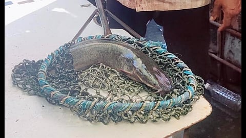 Mangur fish sale