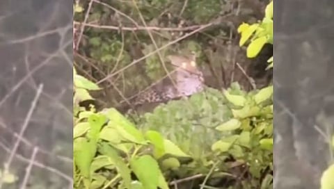 Leopard roams freely 