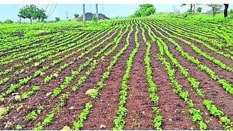 Cage Agriculture News