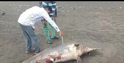 Dead dolphin found Rajodi beach