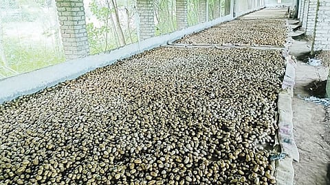 Potato Cultivation Delay