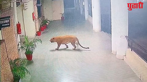 Amravati Leopard News