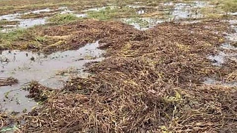 Soybean Crop 