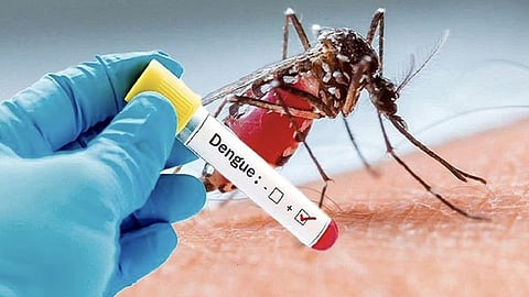 Dengue Prevention