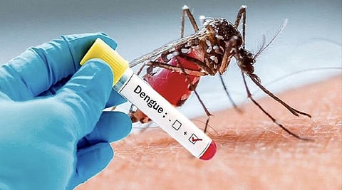 Dengue virus cases