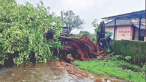 Sawantwadi Tree Fall Incident