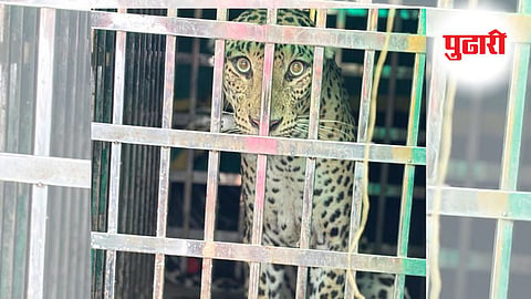 भंडारा येथे पाईपमध्ये अडकलेला बिबट्या जेरबंद