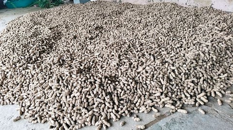 Groundnut Crop Damage
