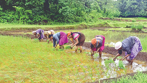 Sindhudurg  Rice Farming