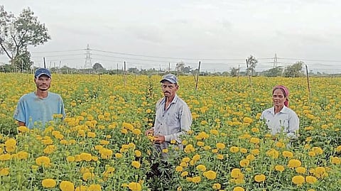 Flower Rate