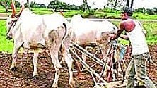 Nanded Agriculture News