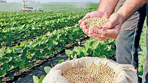 Soybean Price