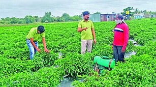 Chilli farmers in trouble