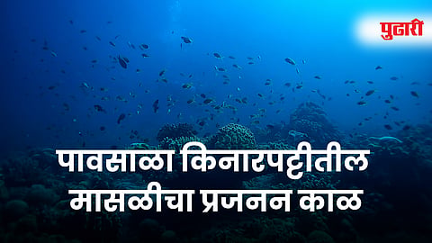 Fish population decline due to pollution