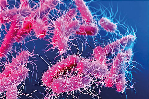 salmonella risk and prevention