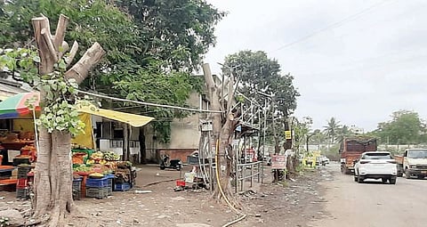 वृक्षांच्या पुनर्रोपणाअभावी रुंदीकरण रखडले; लोहगाव-वाघोली रस्त्यावरील चित्र