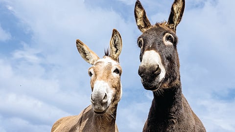 Donkey Theft