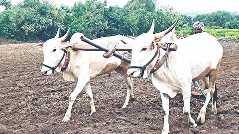 Satara News |