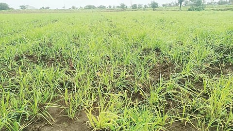 Potato Farming