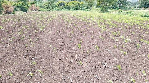 Kharif Sowing 2025