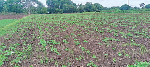 Farmer Crop Loss