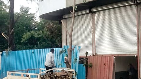 Illegal Tree Cutting