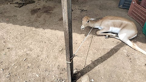 Injured Deer Neglected