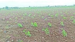 Jalna Agriculture News