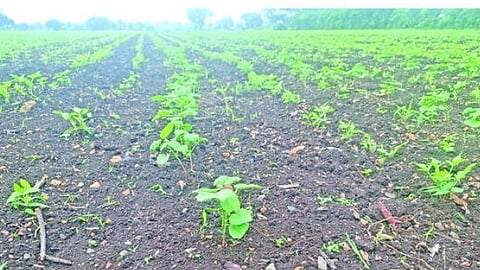 Jalna Agriculture News 