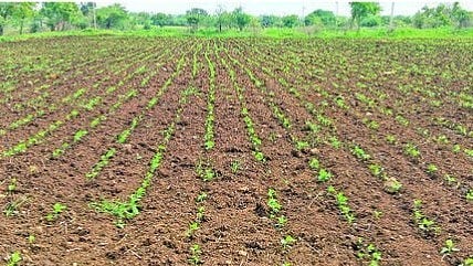 Dharashiv Agriculture News