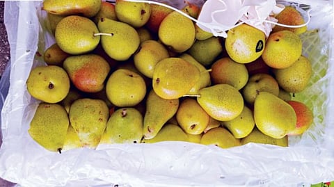 Himachal Pear