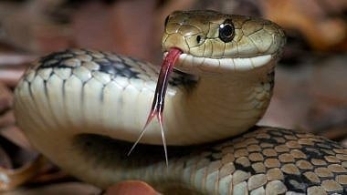 The risk of snakebite increases during the monsoon season