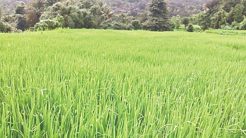 Kharif Season crop competition