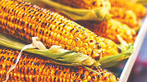 eating corn during monsoon is healthy
