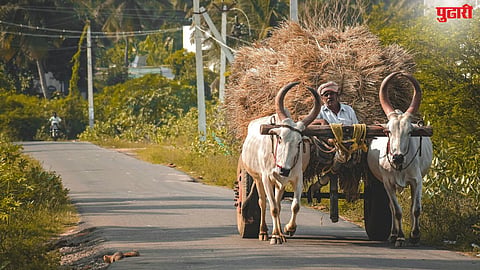 Bullock Cart