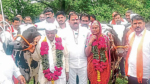 MLA Gaikwad bull unfit 