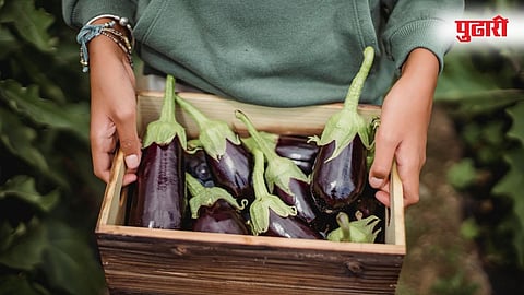 Brinjal in Monsoon 