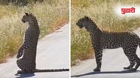 Leopard Kruger